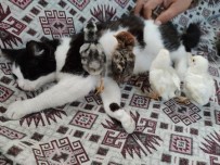 Kedi Mercan Hem Köpek Yavrularına Hem De Civcivlere Annelik Yapıyor Haberi