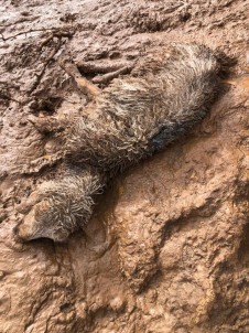 Kar Yağışı Nedeniyle 70 Koyun Telef Oldu