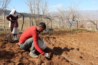 Siirt'te Çiftçinin 'Soğan' Mesaisi Başladı