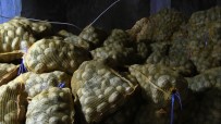 Toprak Mahsulleri Ofisi, Patates Alımını Sürdürüyor, Çiftçiler Durumdan Memnun Haberi