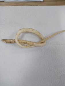 Ardahan'da 'Deli Bat Bat' Otu Yiyen Çocuklar Zehirlendi