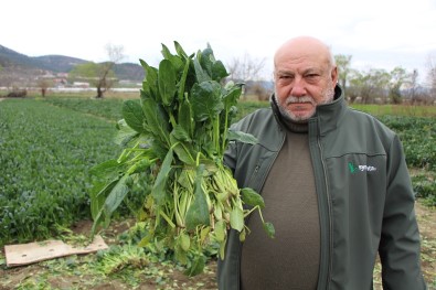 Ispanaklarını Satamayan Çiftçi Çağrı Yaptı Açıklaması 'Benim Ispanağımı Da Satın Alıp Halka Dağıtsınlar'