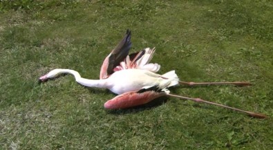 İzmir'de Telef Olan Flamingoların Ölüm Sebebi Belli Oldu