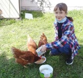 Okul Bahçesinde Tavuk Kümesi
