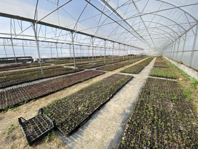 Kaş'a 100 Bin Adet Çiçek Dikilecek