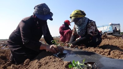 (Özel) Suriye Sınırında Biber Fideleri Toprakla Buluşmaya Başladı