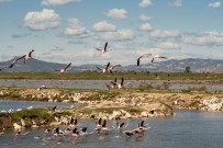 İzmir'in Gediz Deltasında Kuş Göçü İzleme Programı Başladı