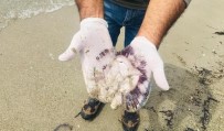 Kuşadası'nda Ölü Denizanaları Sahile Vurdu Haberi