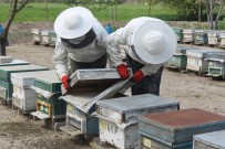 Manyas'ta Arılar Zehirli Kimyasal Atık Su Yüzünden Telef Oldu Haberi