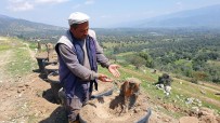 Bozdoğan'da Kesilen Zeytin Ağaçları İçin Vatandaşlar Tepkili