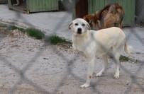 Çankaya Belediyesi Sokak Hayvanlarını Güvenli Ortamlarda Yaşatıyor Haberi
