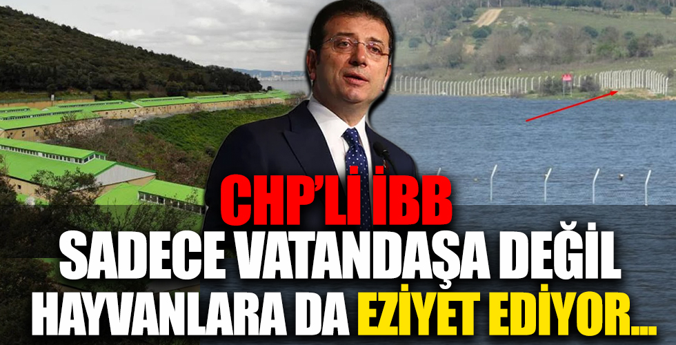 CHP'li İBB'ye bağlı İSKİ hayvanlara eziyet oldu