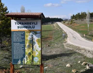 Tufanbeyli'nin Sembolü Olan Sümbül İçin İlçede Tanıtım Billboardları Yapıldı