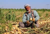 Adana'da Turfanda Soğan Hasadı Başladı Haberi