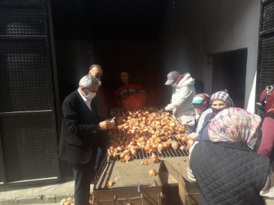 Amasya'da Kuru Soğan Alımı Başladı
