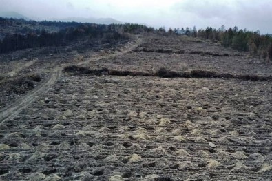 Bolu'da, Yangında Zarar Gören 136 Hektarlık Alan Ağaçlandırılacak