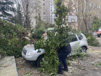 Kadıköy'de Park Halindeki Otomobillerin Üzerine Ağaç Devrildi Haberi