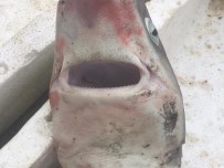 Ordulu Balıkçıların Ağına Camgöz Köpek Balığı Takıldı Haberi