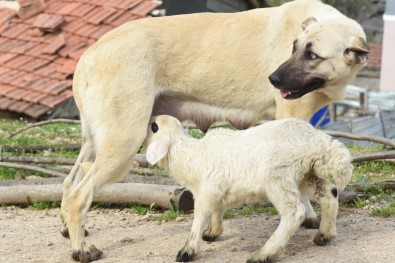 Çoban Köpeği, Kuzuya Süt Annelik Yapıyor
