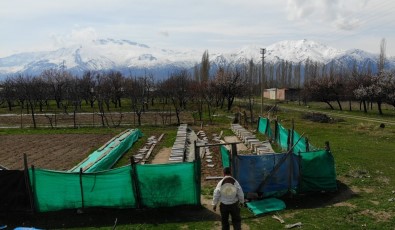 (Özel) Erzincan'da Kıştan Çıkan Bal Arıları Açan Çiçeklerle Buluştu