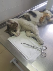 (Özel) Esenyurt'ta Yaralı Kedinin Vurulduğu Ortaya Çıktı