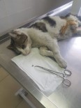 (Özel) Esenyurt'ta Yaralı Kedinin Vurulduğu Ortaya Çıktı