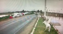 Tire'de Otomobil Motosiklete Çarptı Açıklaması 1 Yaralı