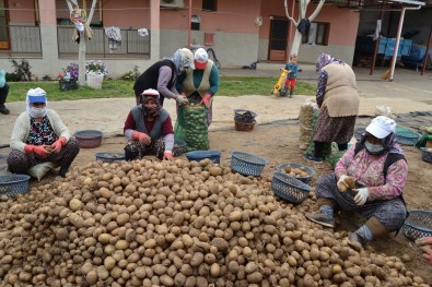 TMO'nun Patates Alımı Manisalı Çiftçilerin Yüzünü Güldürdü
