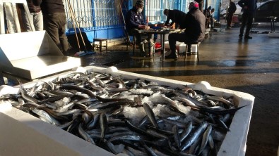 Trabzon'da Son 7 Yıldaki Balık Miktarı 40 Milyon Kilograma Yaklaştı