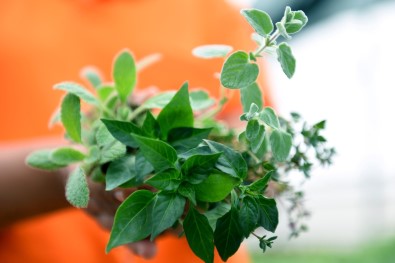 Balkon Bahçeciliğinde 2'Nci Etap Aromatik Bitkiler