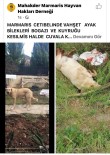 Sokakta Bakılan Köpek Vahşice Katledildi Haberi