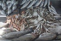 Yasak Sonrası Balık Fiyatları Yükseldi Haberi