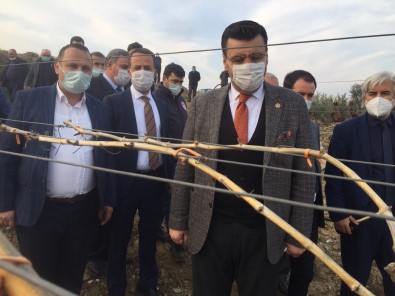 AK Parti'li Akkal Alaşehir'de Dondan Zarar Gören Bağlarda İncelemede Bulundu