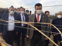 AK Parti'li Akkal Alaşehir'de Dondan Zarar Gören Bağlarda İncelemede Bulundu Haberi