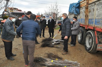 Akşehir'de Üreticilere Ceviz Fidanı Dağıtıldı