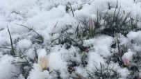 Bingöl Karlıova'da Nisan Ayında Kar Yağışı