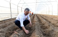 Şifa Kaynağı Zencefil Muratpaşa'da Üretiliyor Haberi