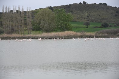 Göç Eden Flamingolar Çanakkale Tarihi Ala'nda Durakladı