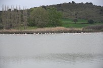 Göç Eden Flamingolar Çanakkale Tarihi Ala'nda Durakladı Haberi