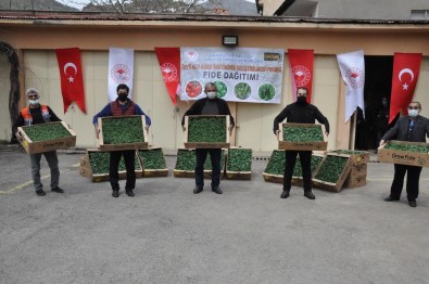Gümüşhane'de Üreticilere 146 Bin 700 Adet Fide Dağıtıldı