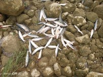 Kahramanmaraş'taki Balık Ölümleri