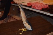 Nesli Tükenmekte Olan 'Balaban Kuşu' Yaralı Halde Bulundu Haberi