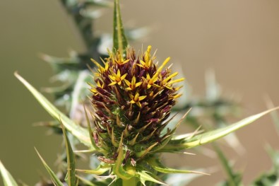 Ünlü Botanikçi Kapadokya'da Yeni Bitki Keşfetti