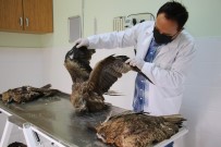 Elazığ'da 4 Yaralı Şahin Tedavi Altına Alındı, Hayvan Hastanesi Başhekimi Uyardı