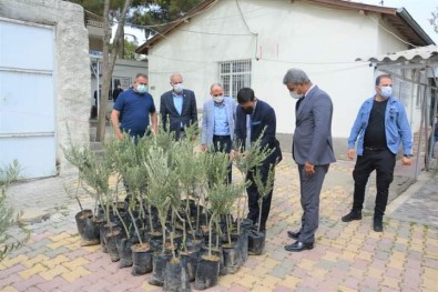 Ergani'de Çiftçilere Bin 600 Adet Zeytin Fidanı Dağıtıldı
