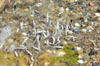 Kum Adası'nda Tedirgin Eden Balık Ölümleri
