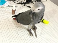 (Özel) Pendik'te Kaybolan Papağanını Anons Yaparak Sokak Sokak Aradı