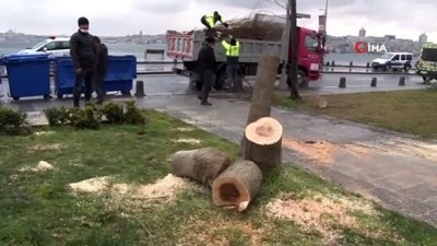 Ağaç Kesen Şüphelilere Mahkemeden Ders Gibi Karar Açıklaması 200 Adet Fidan Dikecekler
