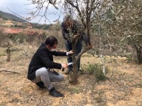 Alaşehir'de Tarım Ve Orman Müdürlüğü Ekiplerinden Tarım Alanlarında İnceleme