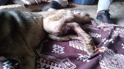 Gaziantep'te Çoban Köpeğini Av Tüfeğiyle Vurdular